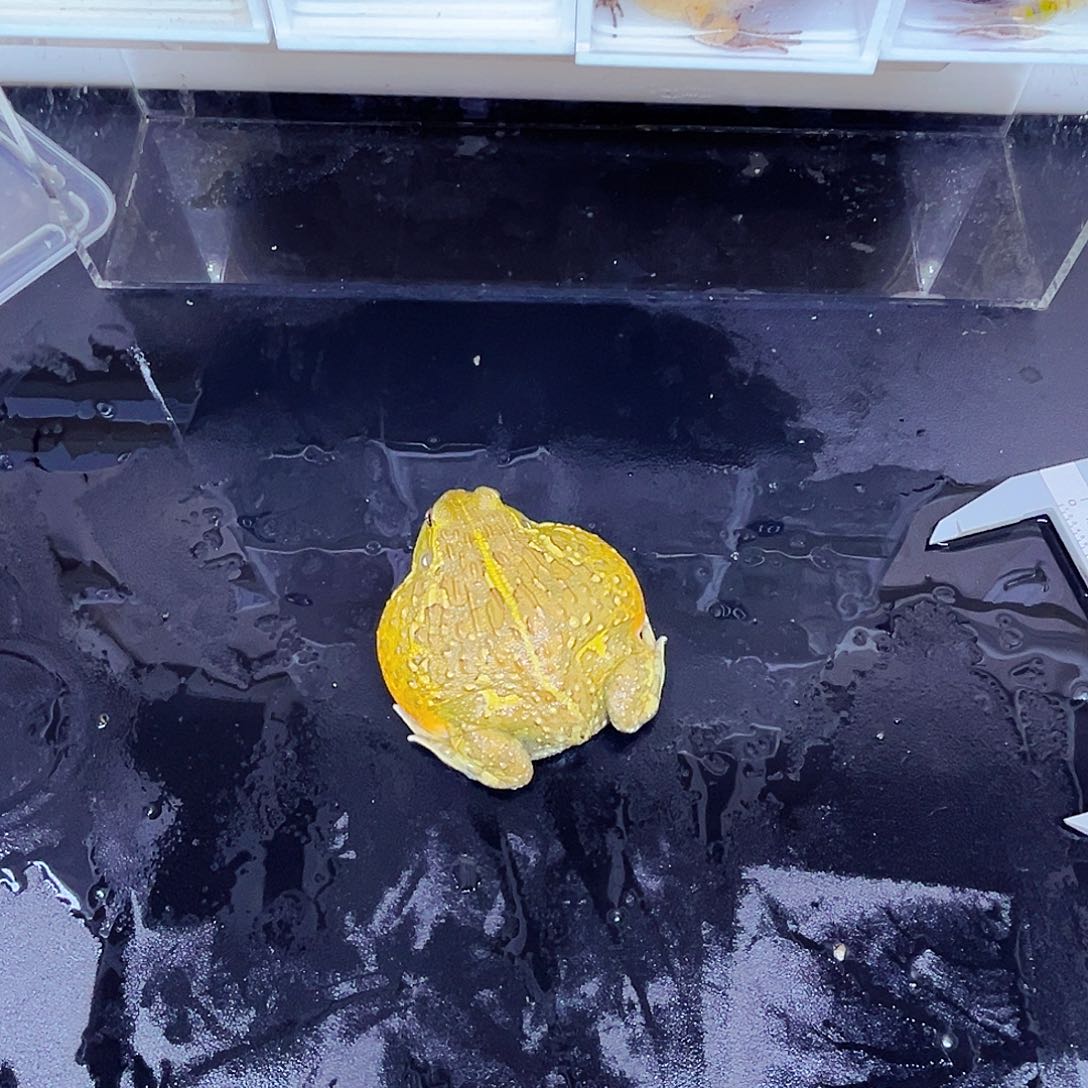 角蛙?****坤三个两栖盒