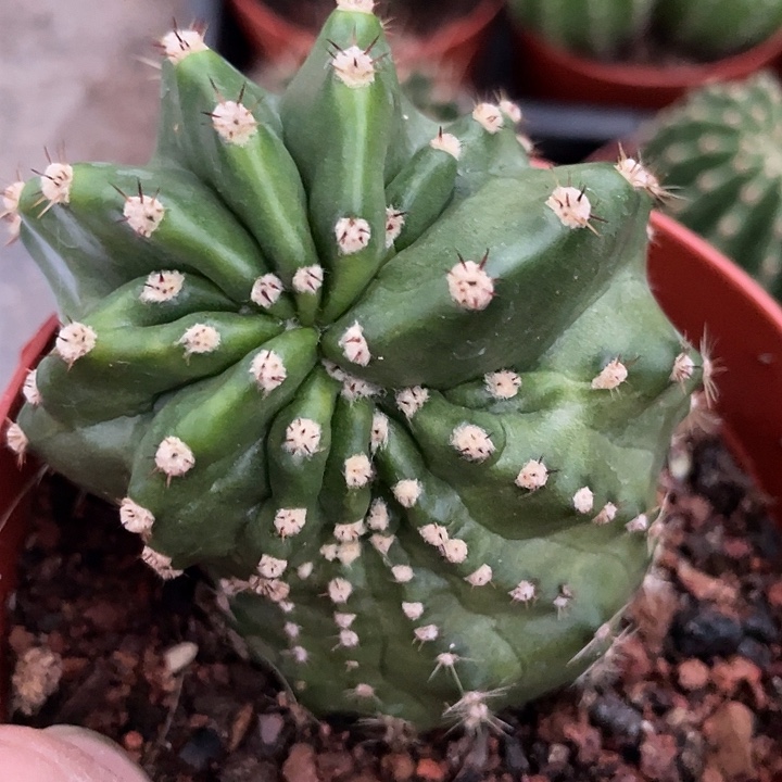 实生变异短刺彩草