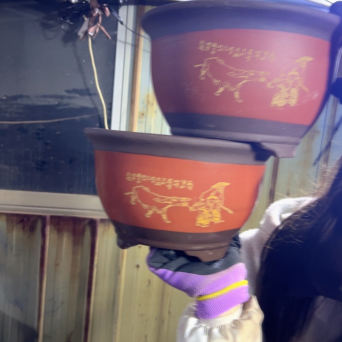 21+21红色放牛娃三角金钟