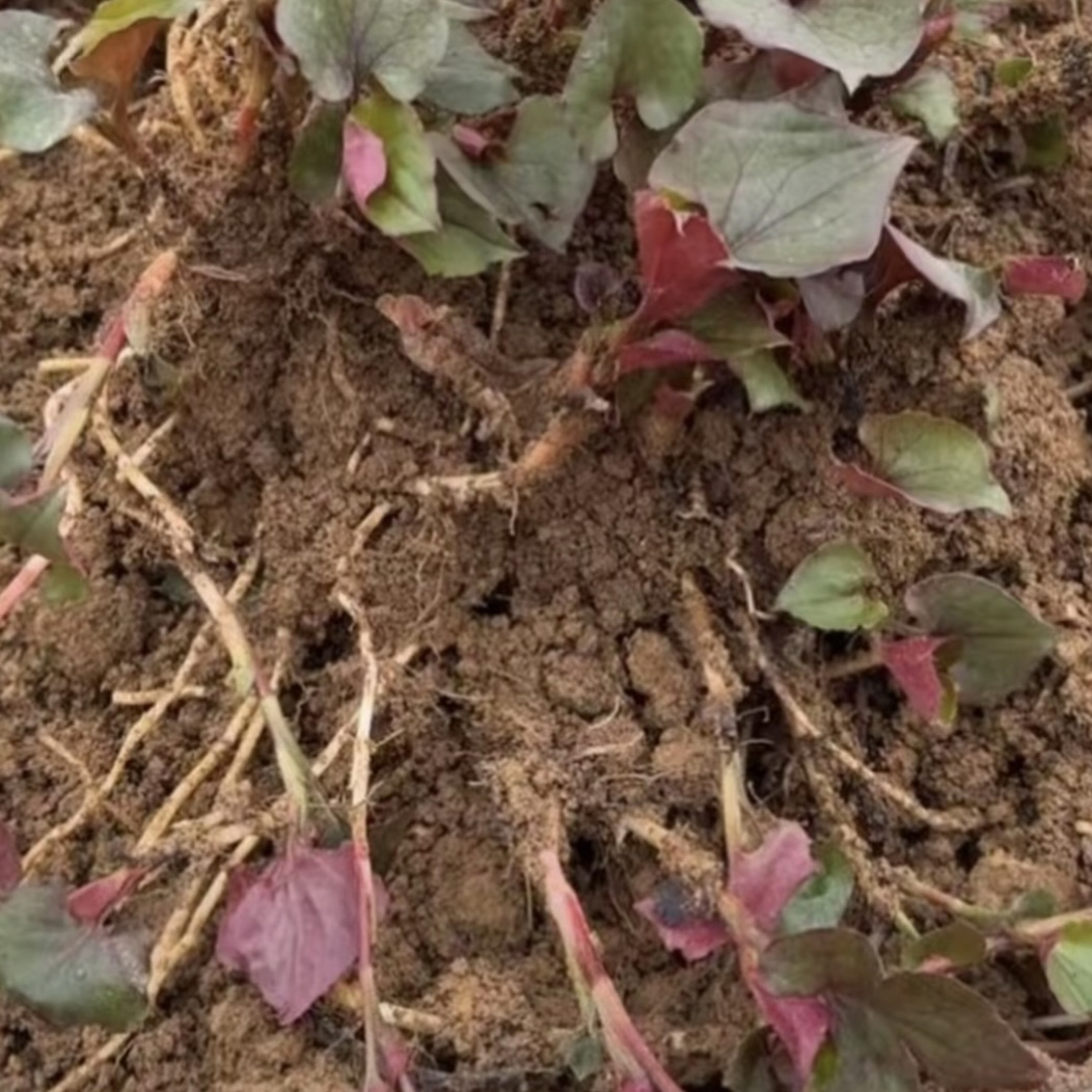 四川新鲜精选折耳根鱼腥草现挖农家凉拌蔬菜当季不带泥