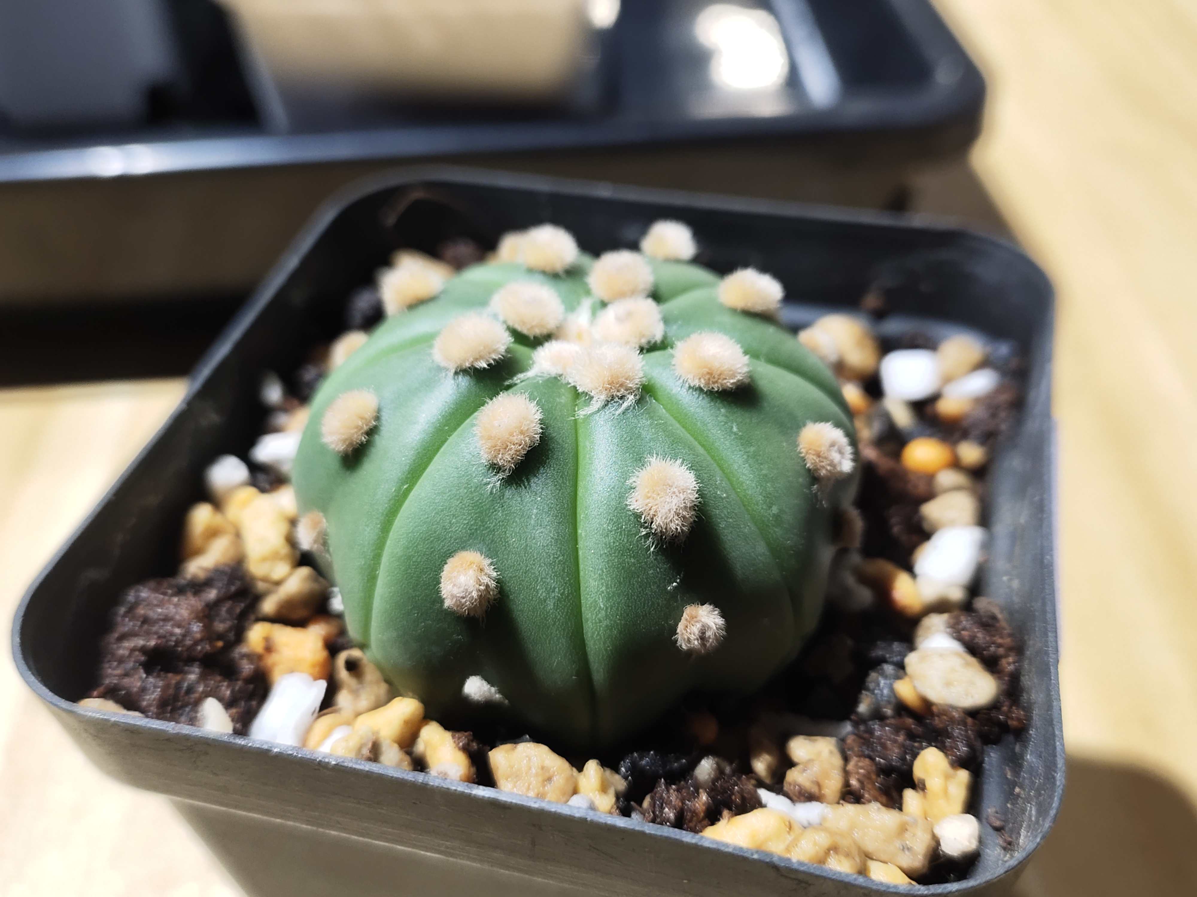 仙人球，琉璃兜，4.8㎝