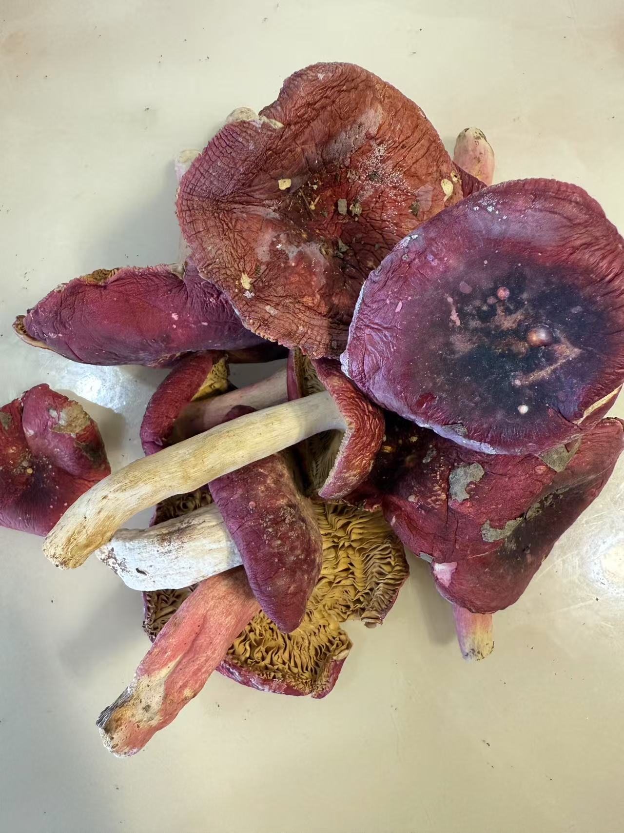 四川南江2025年野生大红菇干红菇野外自然生长红蘑菇红菇干货菌菇