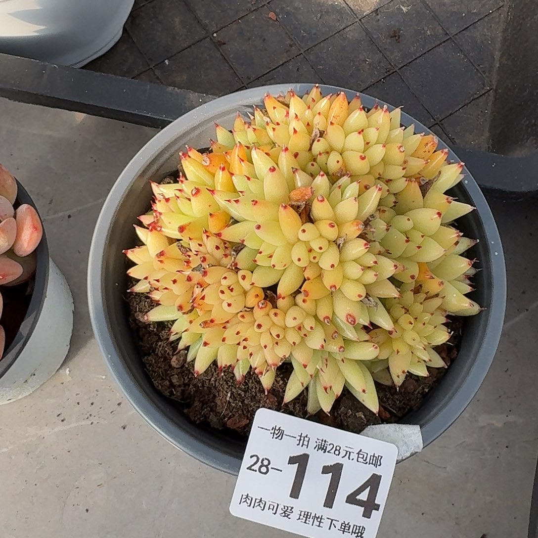 虎鲸缀无盆土发货无