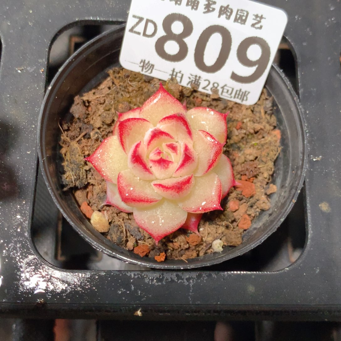 5CM拇指盆精控多肉ZD809