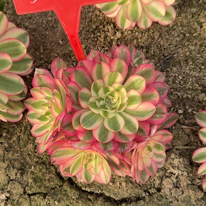 5-8荔枝多肉法师