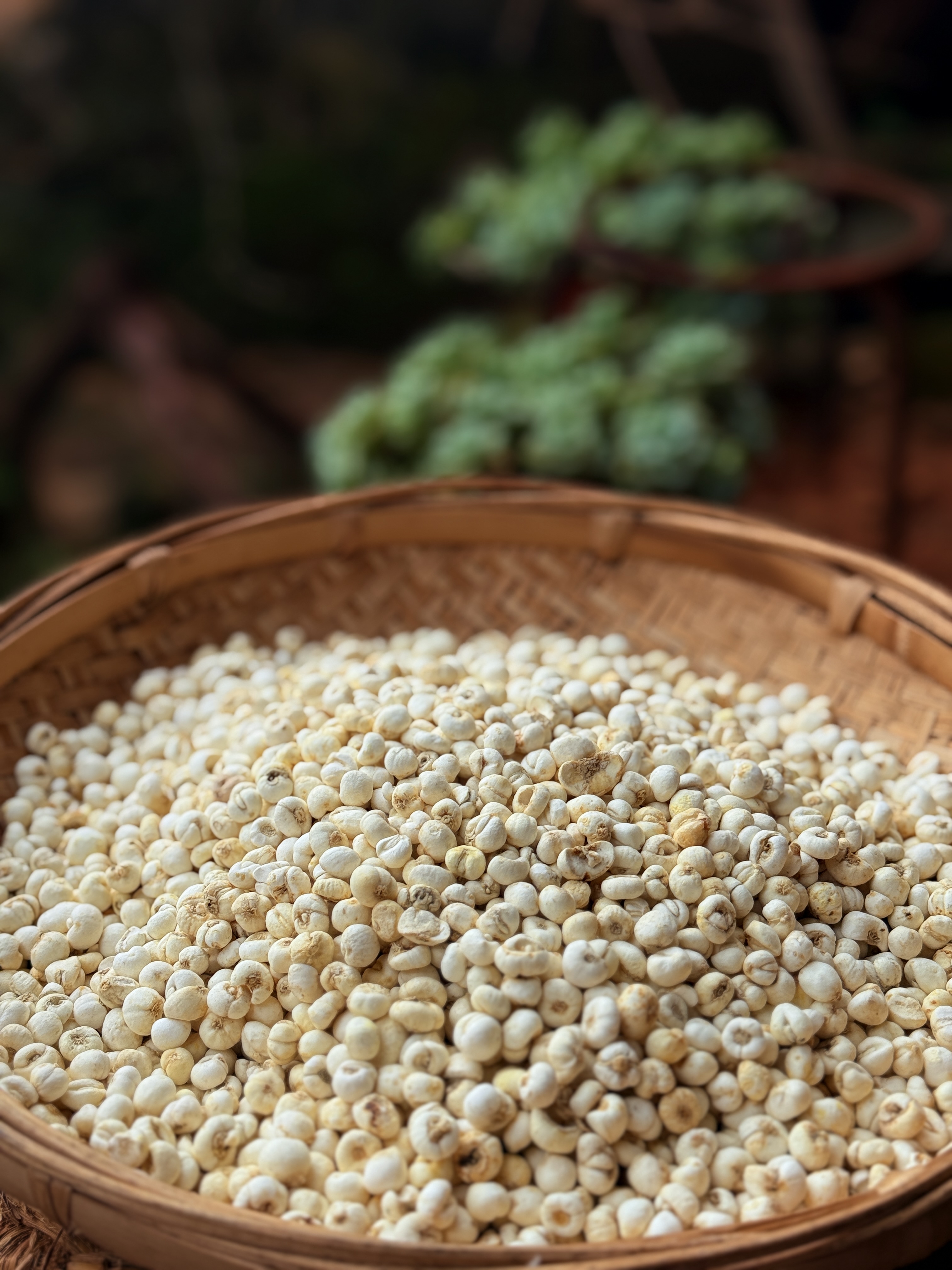 【小耿精挑高山现收】云南高原 小粒贝母无硫 无染色