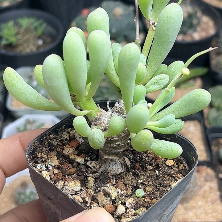 卡拉菲厚敦菊一物一拍