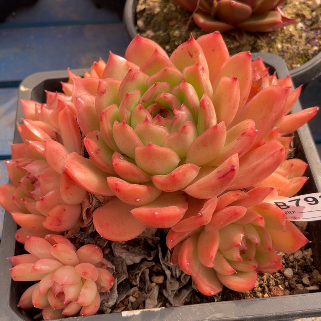 无花朵若如东云组拍B793