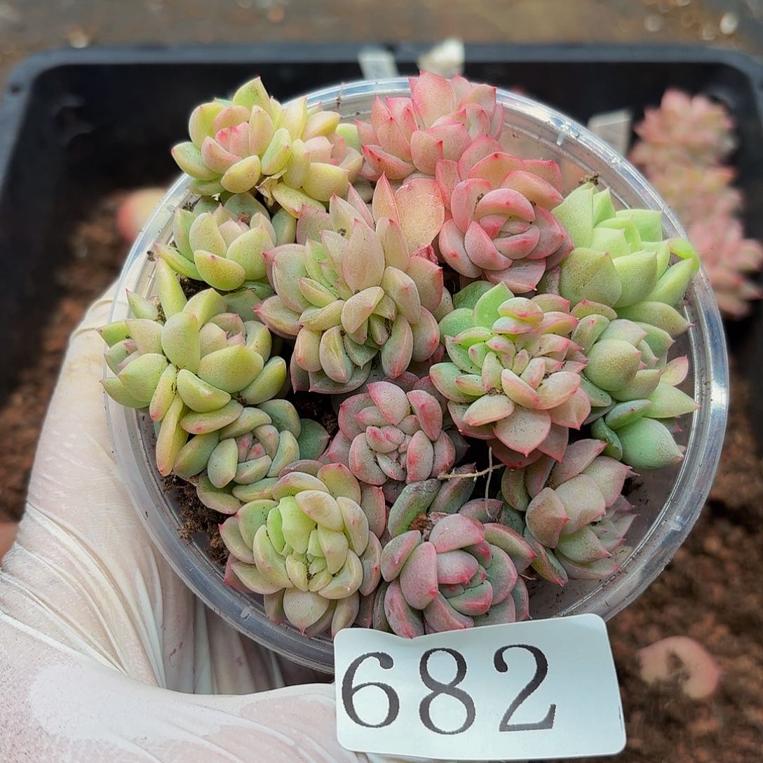 多肉植物多肉植物682