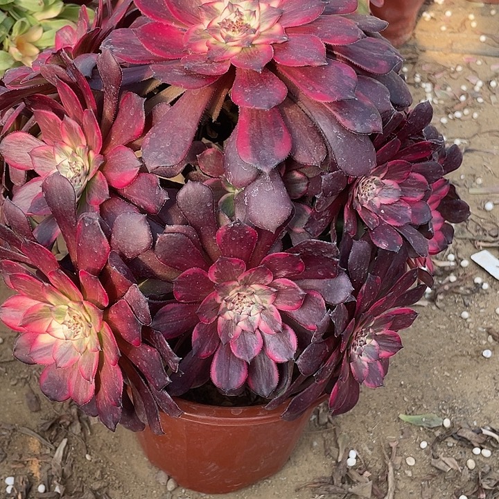 无花朵741烟烟对肉植物