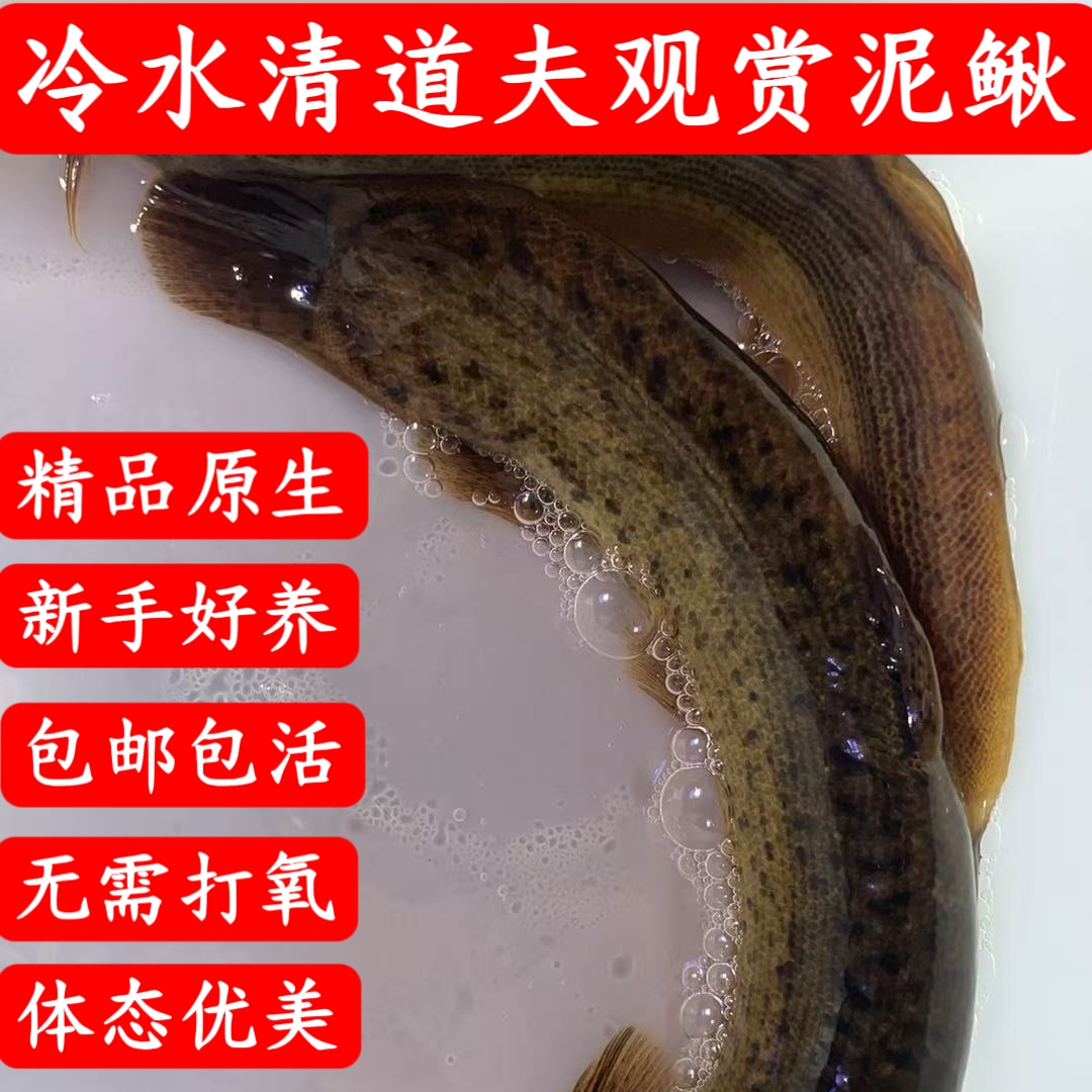 泥鳅观赏鱼 鲜活 大号纯野采原生土泥鳅堕龙灵宠物冷水工具鱼活水