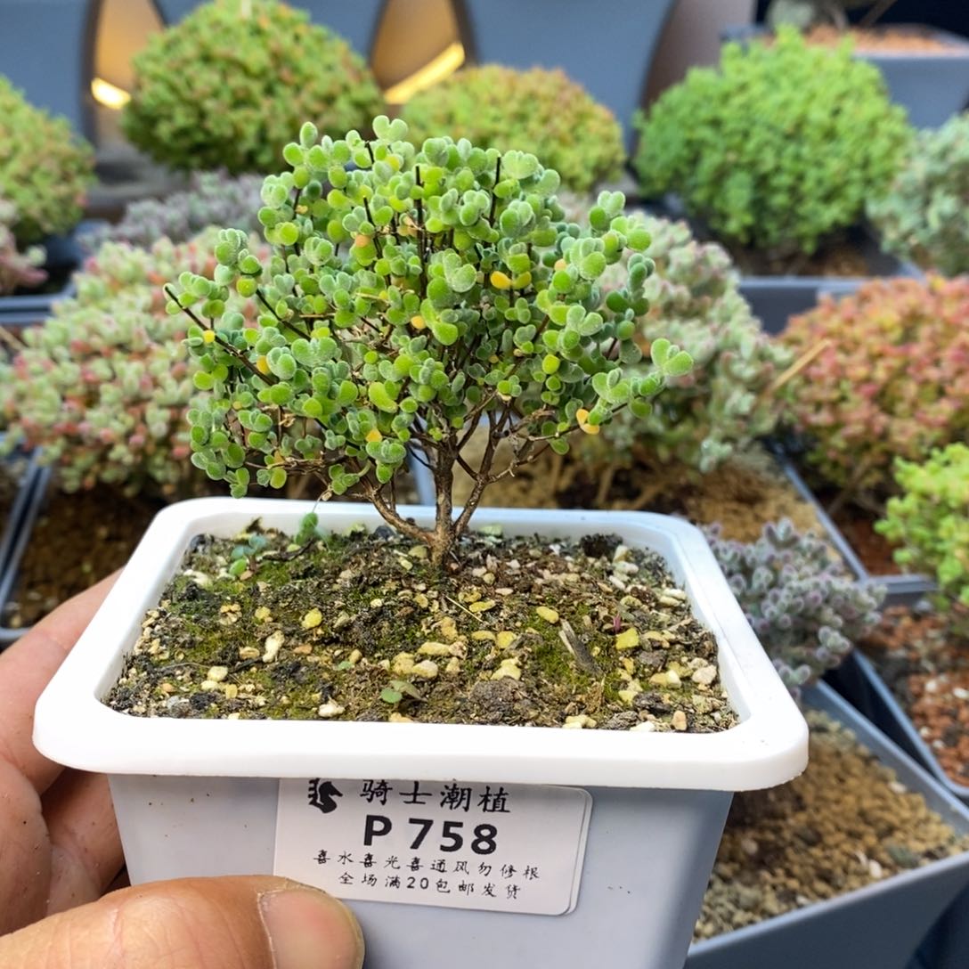 758实生莱斯枝干