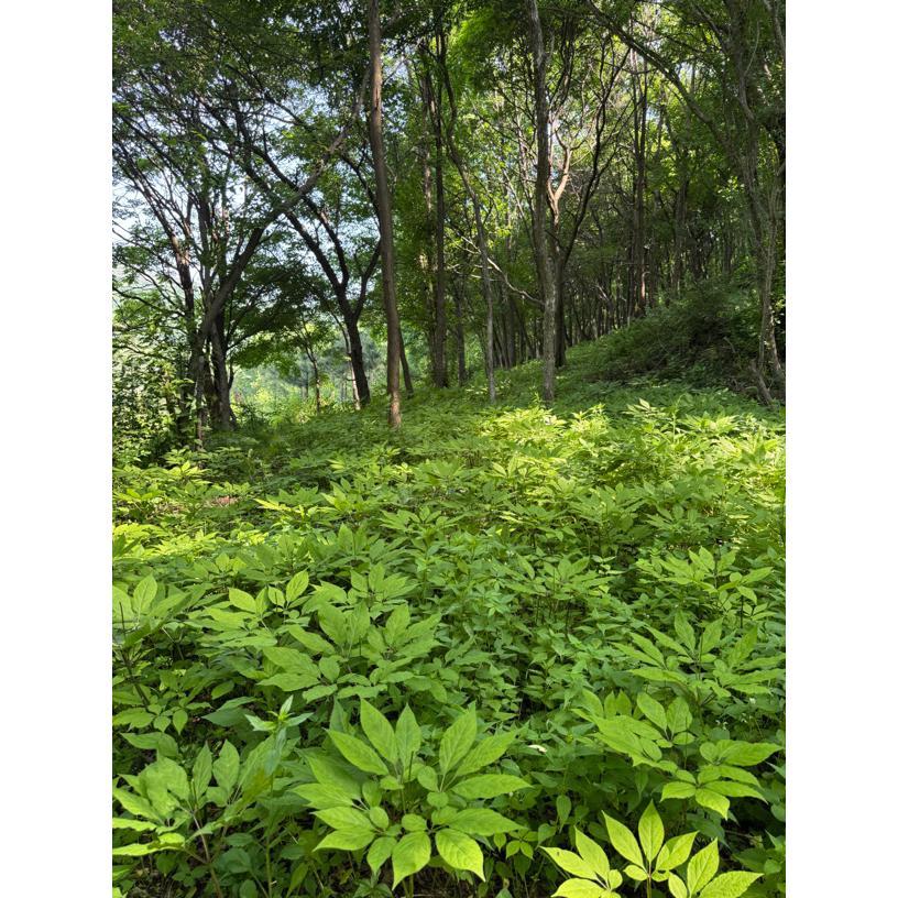 长白山直播间改价链接一物一价长白山新鲜林下参可用于泡酒煲汤