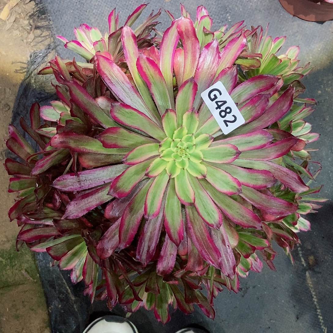 红陶482红胭脂3多肉