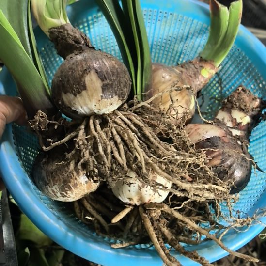 当前无花栽培后可以开花