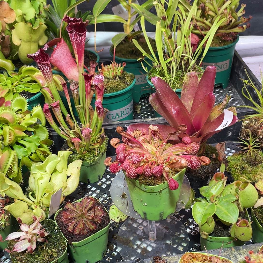 完全开放鹦鹉瓶子草