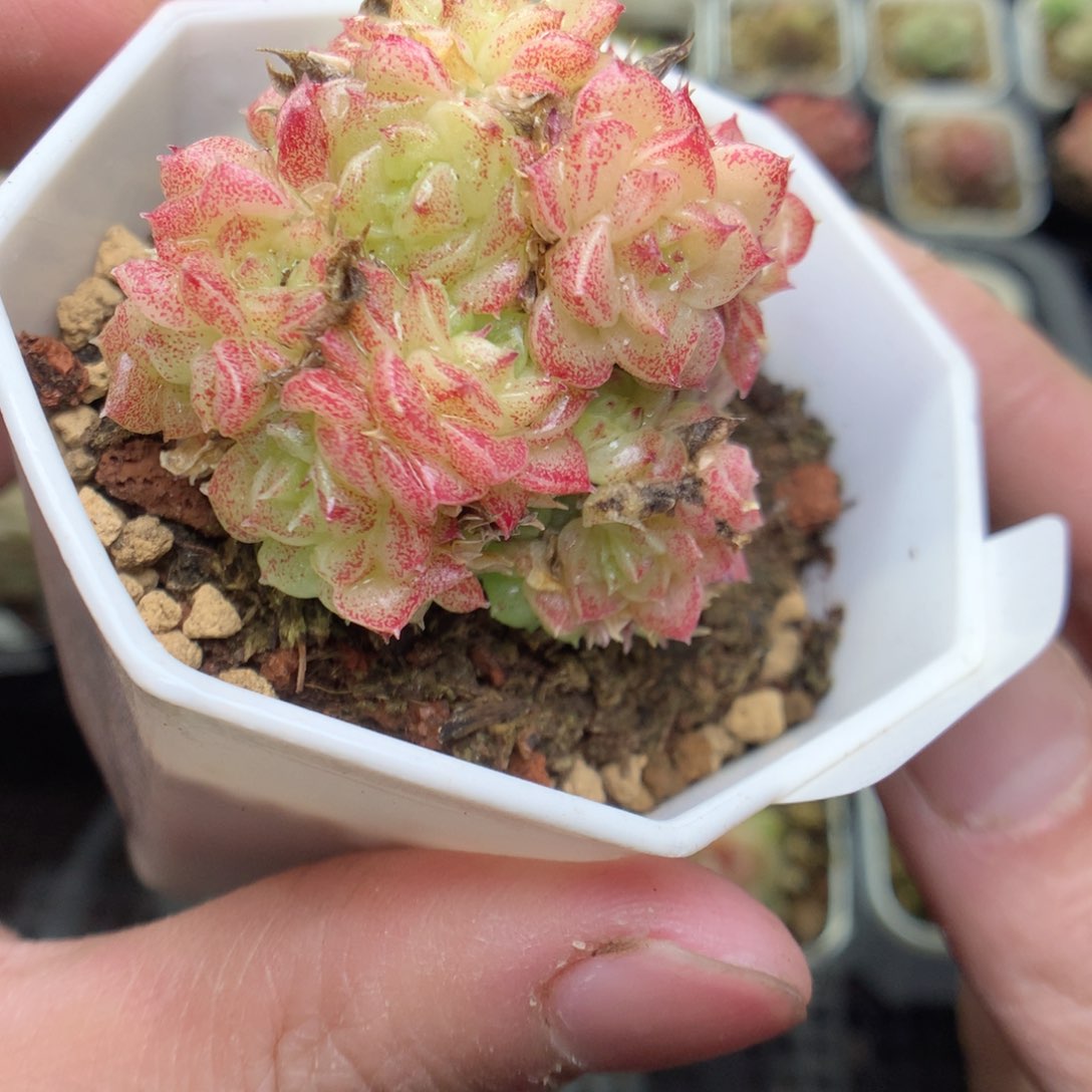 R94y y y y y y y y y yy y