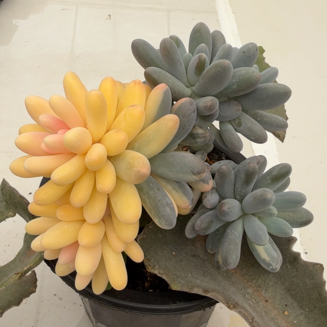 汤圆白拉丝锦一颗多肉锦