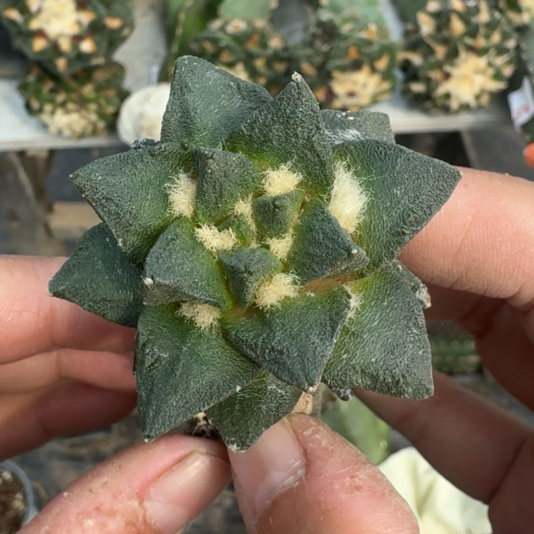 【闪购商品】村主龙角