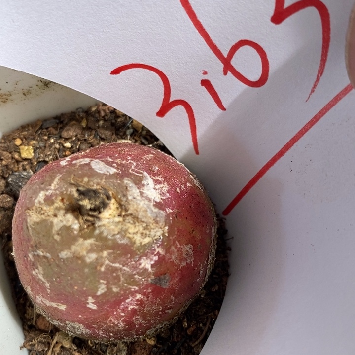 3163一个一个一个