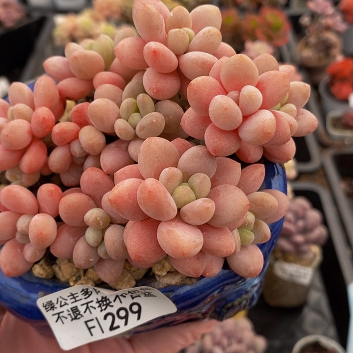 鱼子酱老桩10cm299多肉植物