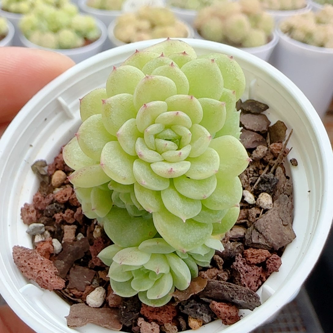 1110-59（优选麦杆）