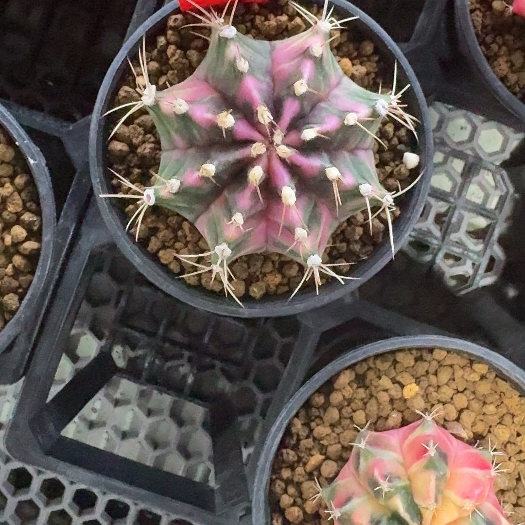 L539-1115广东发货 粉钻