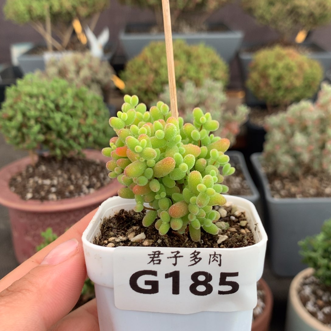 185蜜橘糖球。        