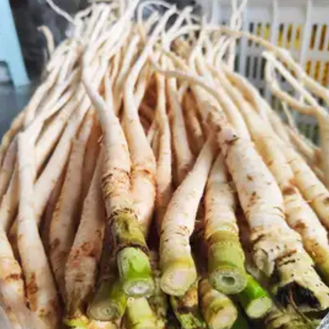 空运云南现挖茴香根老茴香根