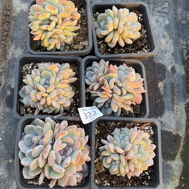 悠***悠322 号到手1框～yu一物一拍