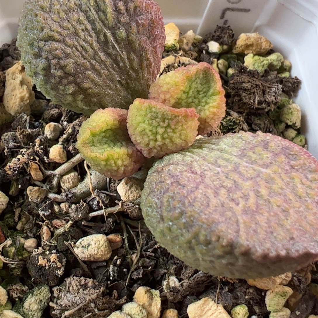 022-792实生新品多肉植物水泡