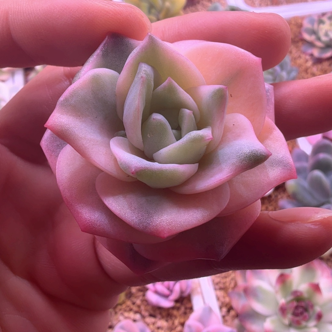 可爱玫瑰彩锦 多肉植物