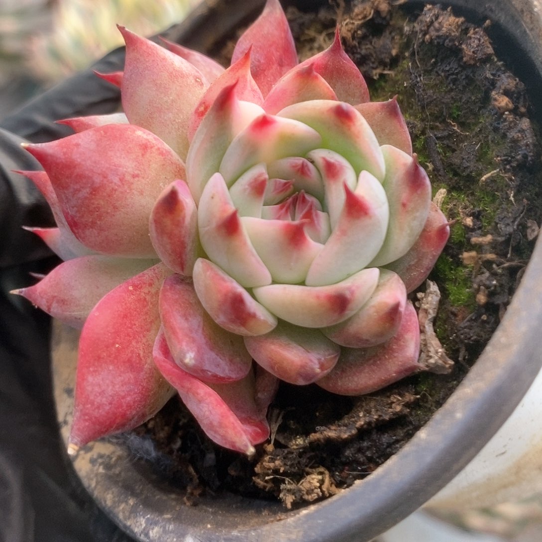 152锦锦锦时锦锦锦锦