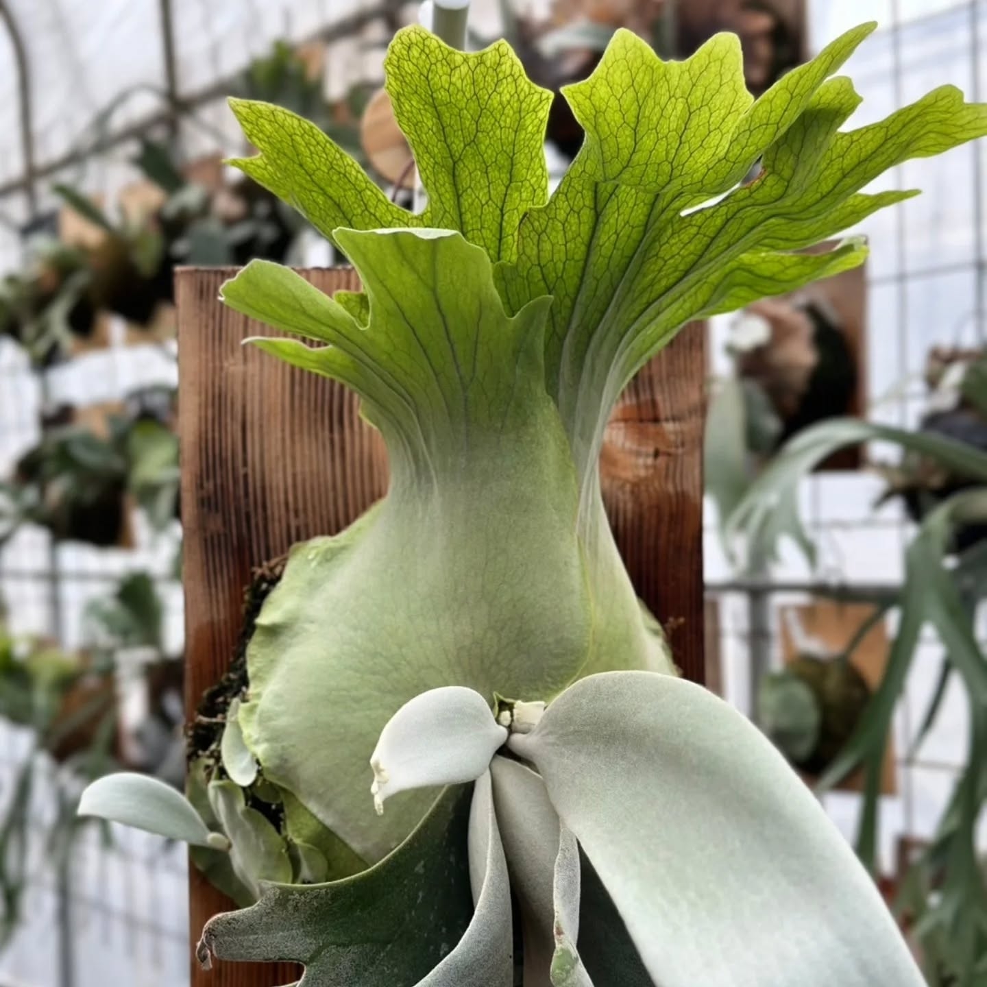 （YY）白波哥鹿角蕨 杯苗植株