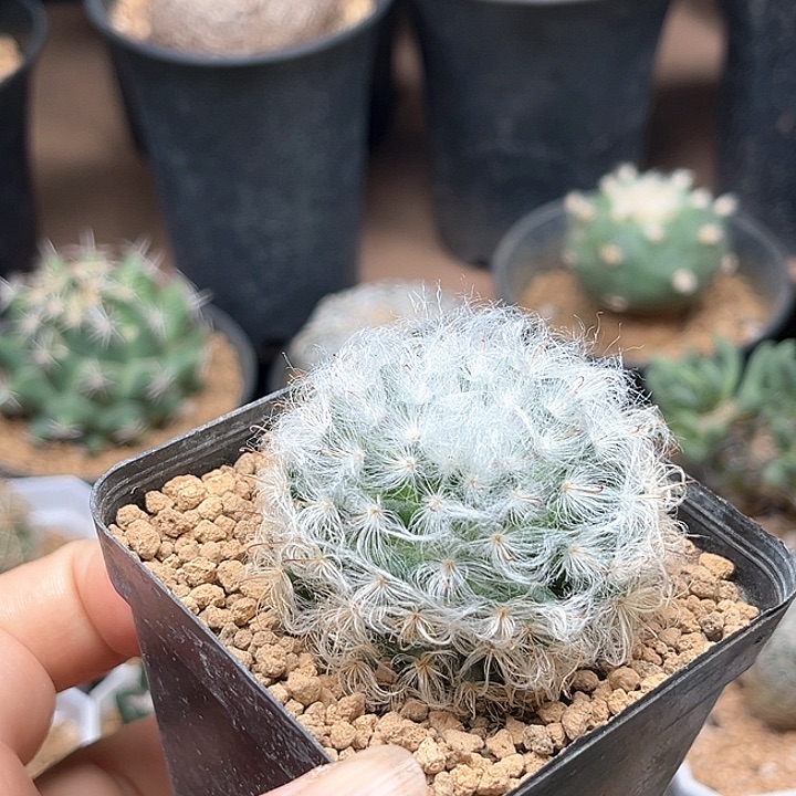 白云高沙实生球一颗一颗