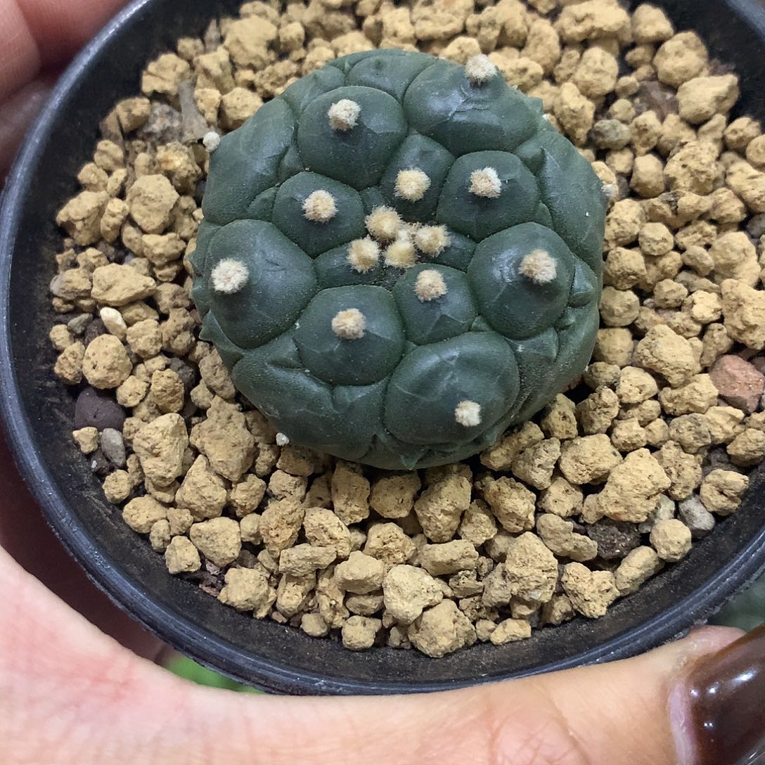 实生根龟甲兜仙人球