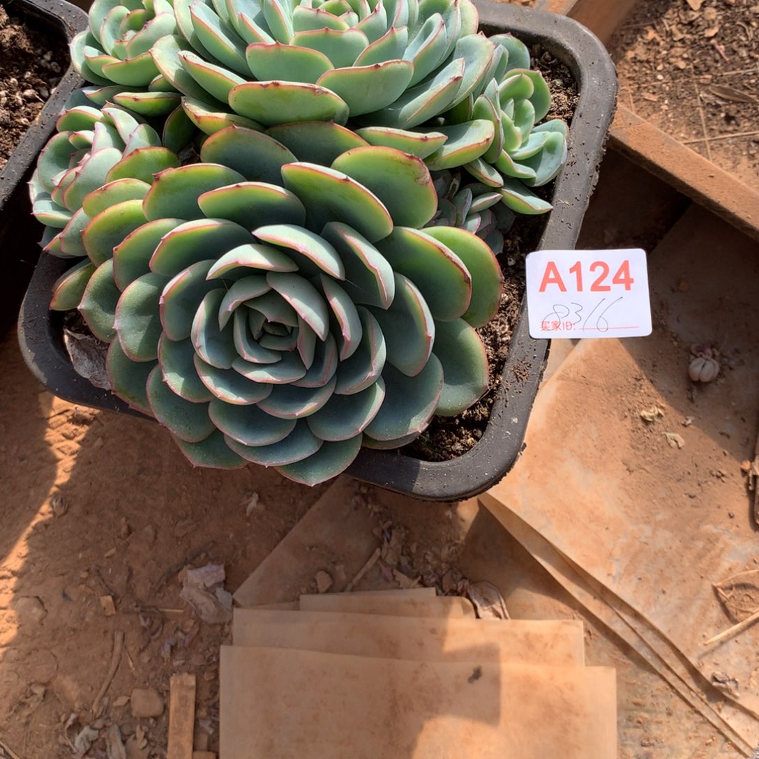 乔****晨露群生多肉植物补差价