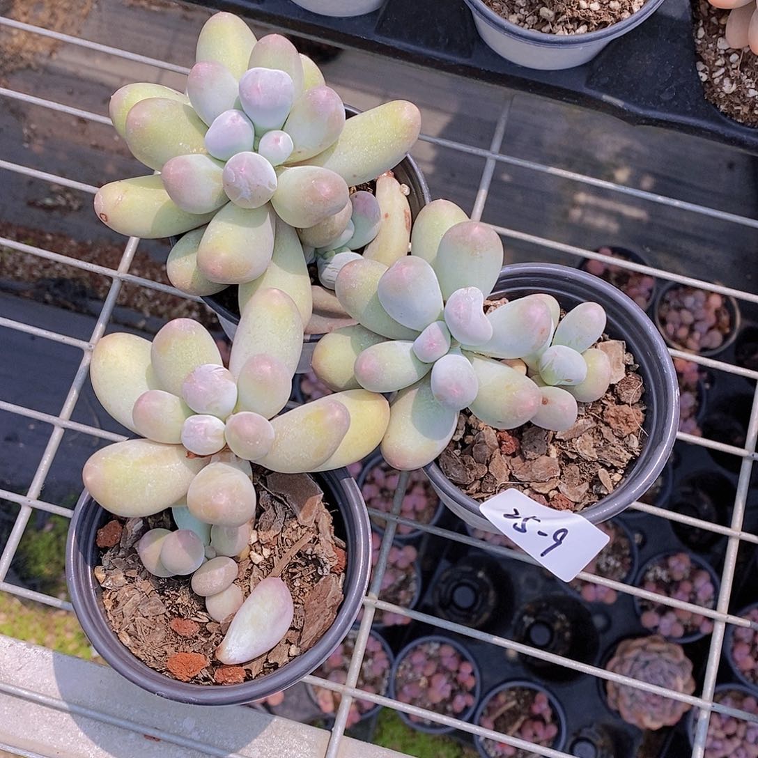 25-9- 米可奶大单头福利一颗 瑕疵慎拍