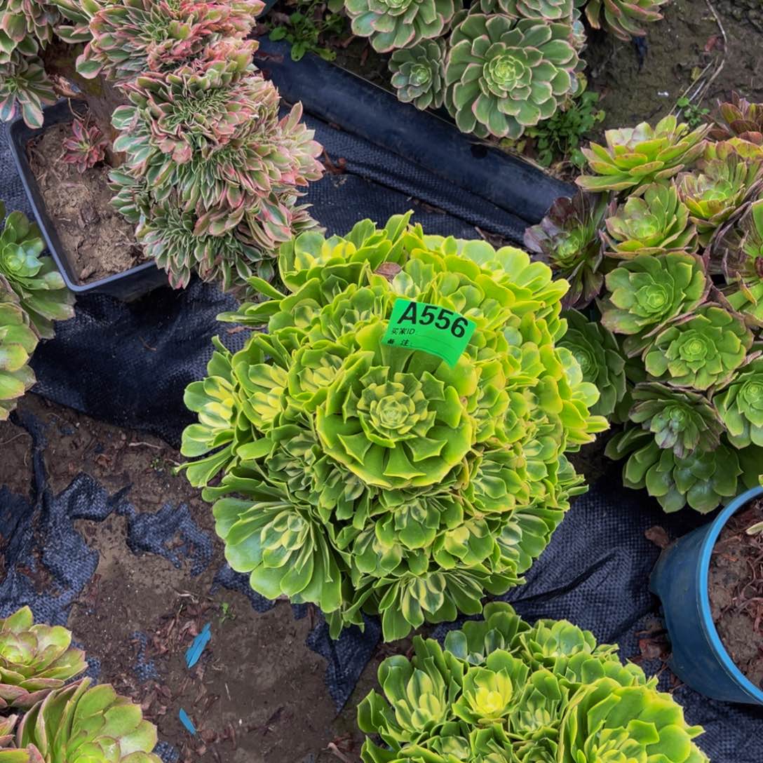 辛尼亚法师朵朵1-20