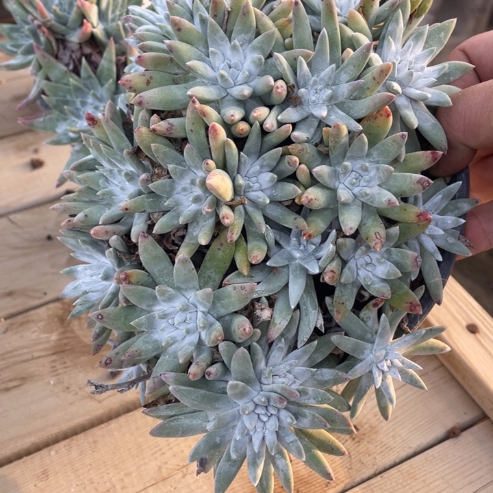 大群白雪粗桩福利