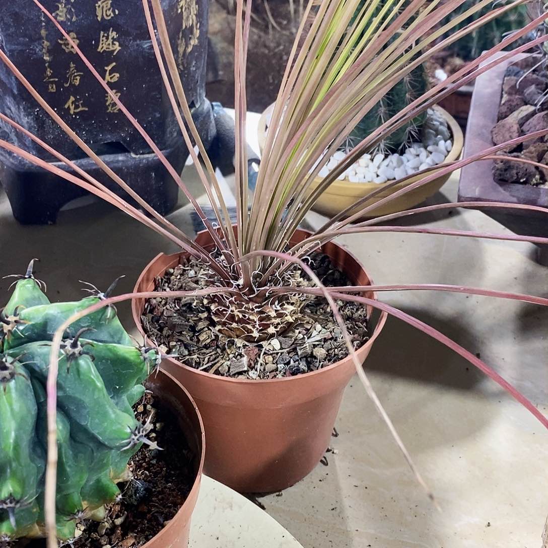 后*0000000000000000000