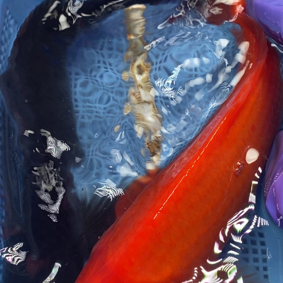 锦鲤冷水錦鯉包郵