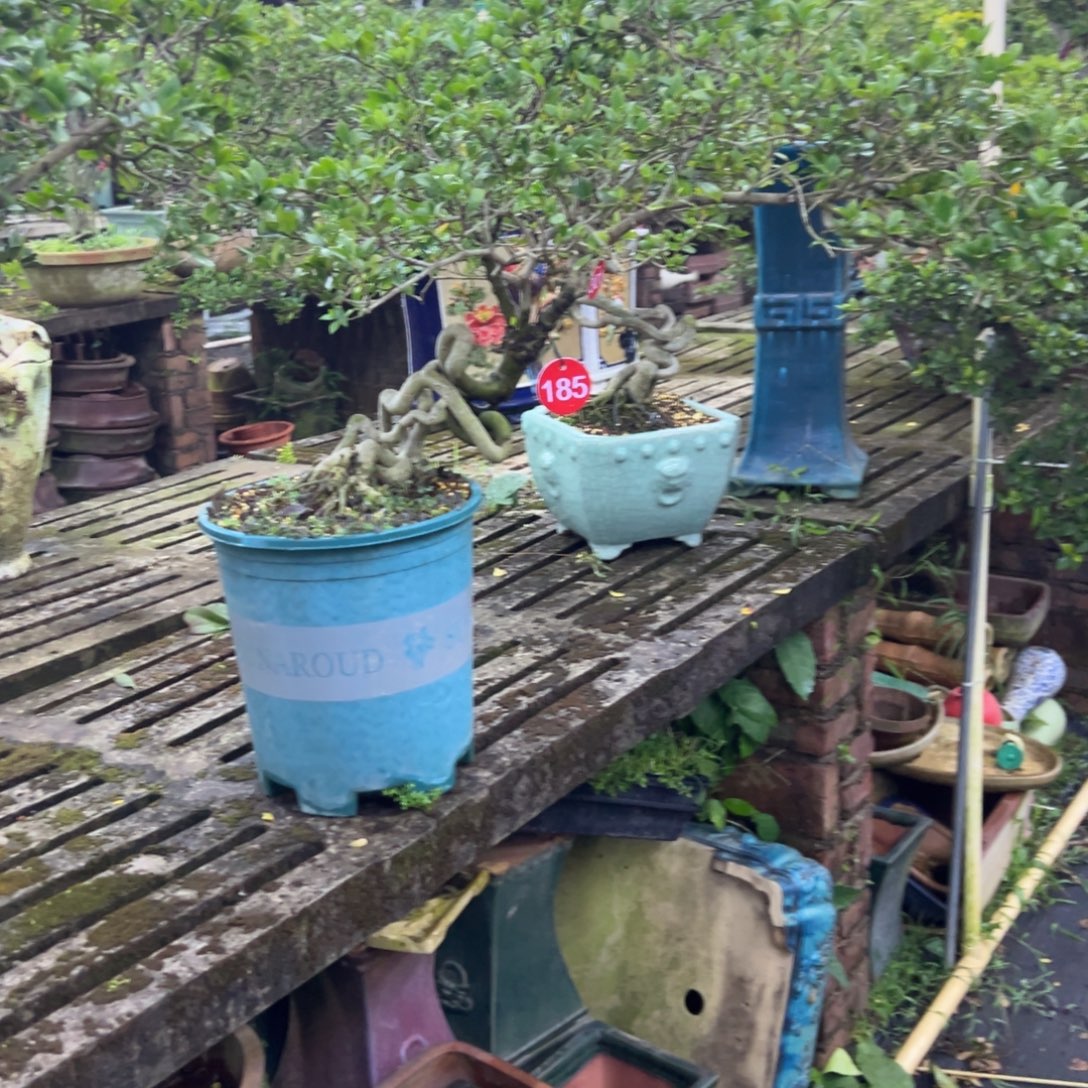 福***满无花朵栀子花盆景老庄