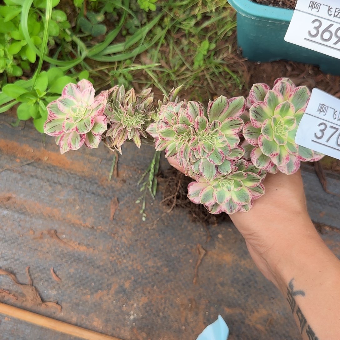 370多肉 拉丝锦缀福利