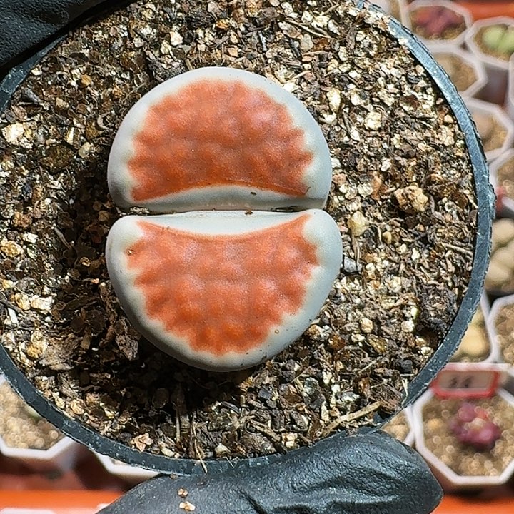 生石花114477。 207