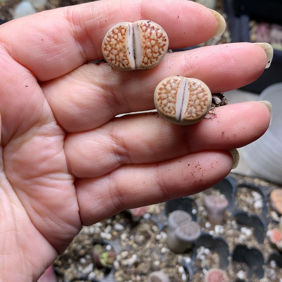 K420多肉植物保护研究所