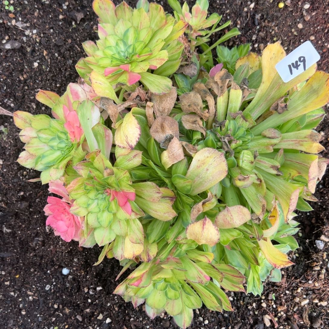 149王妃多肉嘻嘻嘻