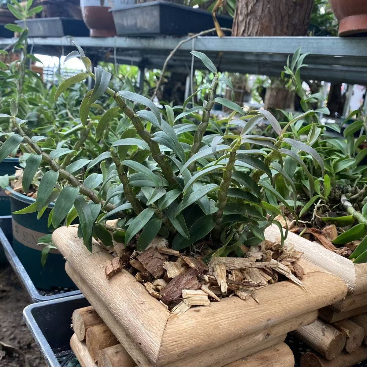 云南木匠创意小木车花盆