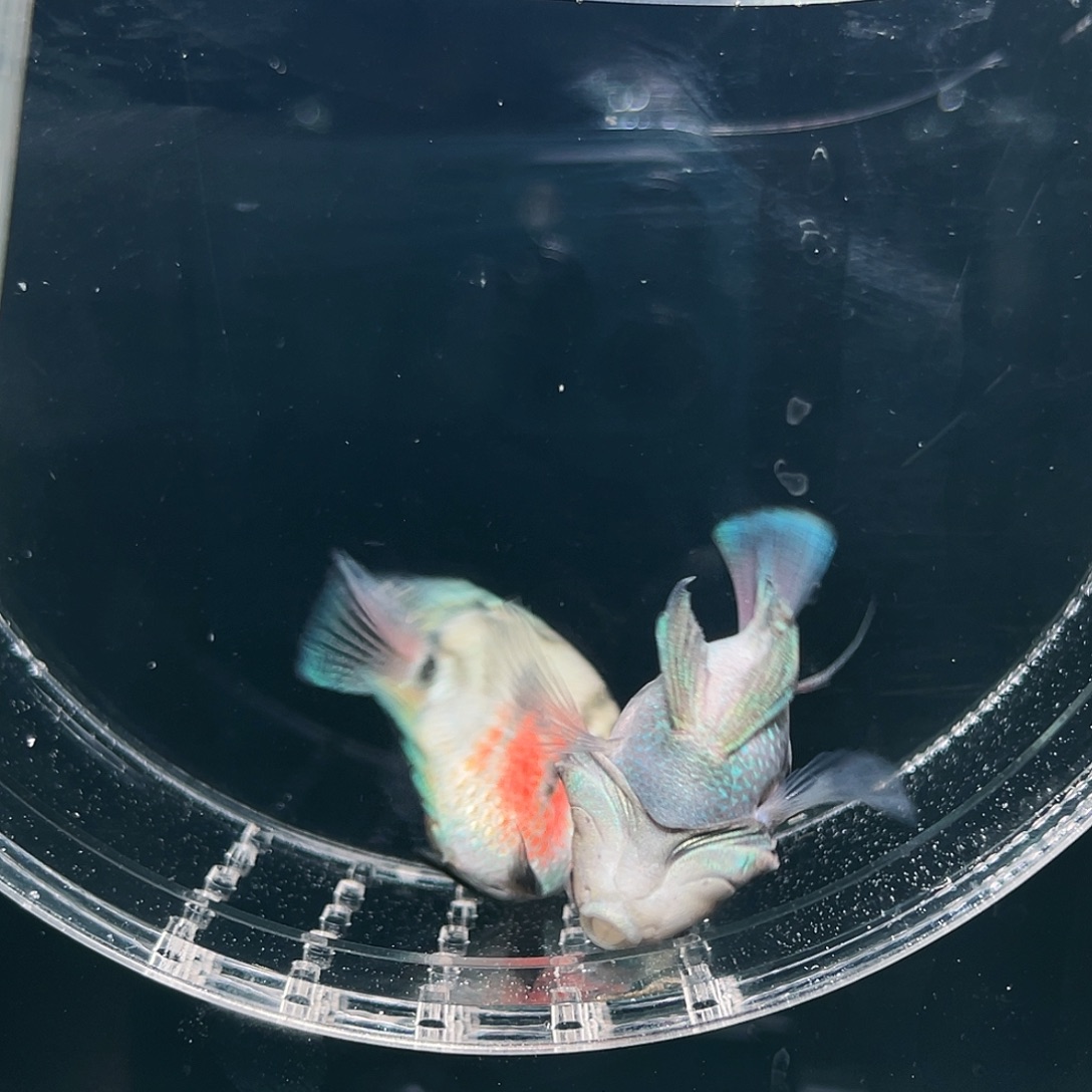 鹦鹉鱼摩卡色一对