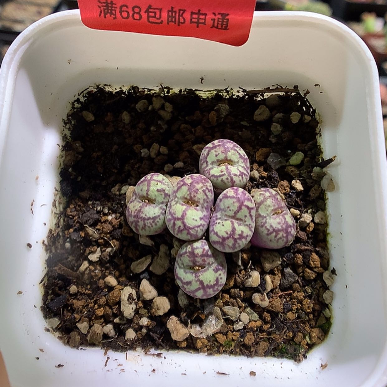 【闪购商品】1-17-50 猴脸多肉一群特50